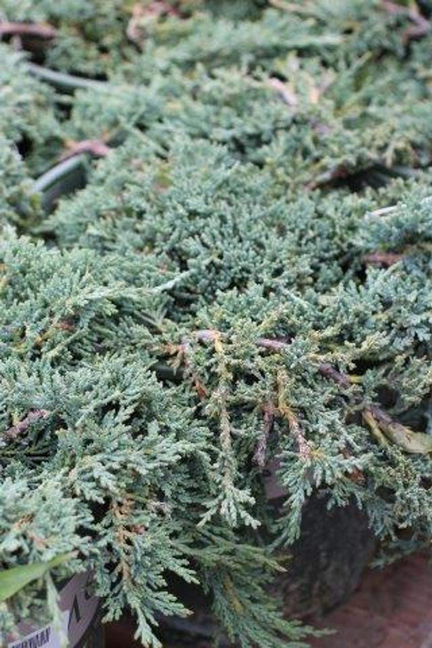 Juniperus Horizontalis Icee Blue - View 4 from www redcrocus com