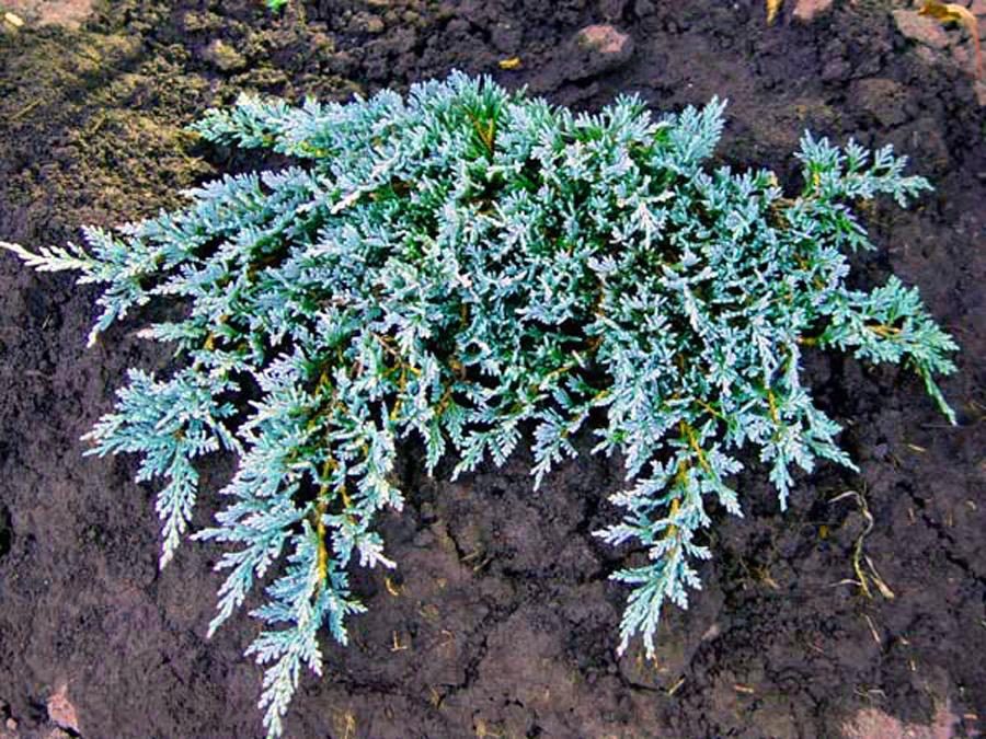 Juniperus Horizontalis Icee Blue - View 6 from www redcrocus com