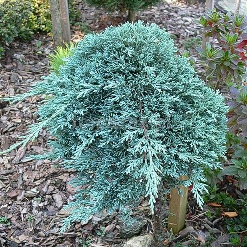 Juniperus Horizontalis Icee Blue - View 7 from www redcrocus com