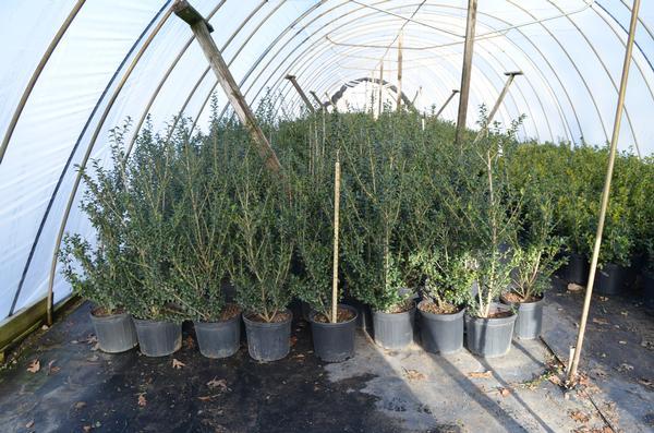 Ilex Crenata Chesapeake - View 13 from www redcrocus com