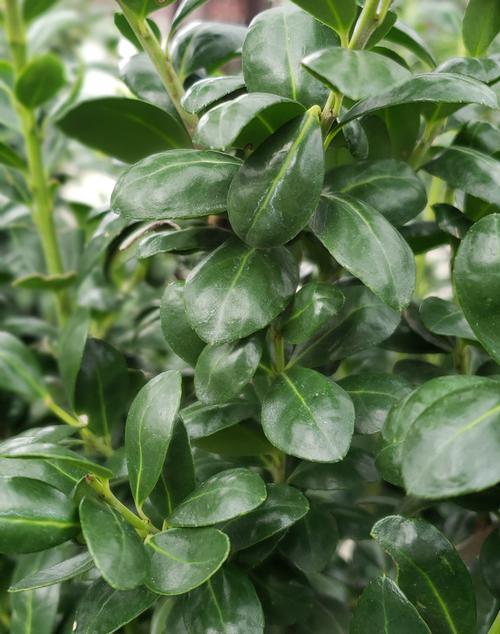 Ilex Crenata Chesapeake - View 1 from www redcrocus com