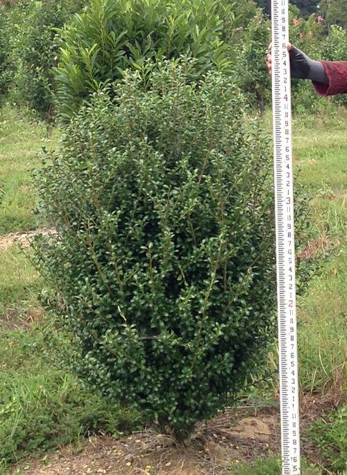 Ilex Crenata Chesapeake - View 3 from www redcrocus com