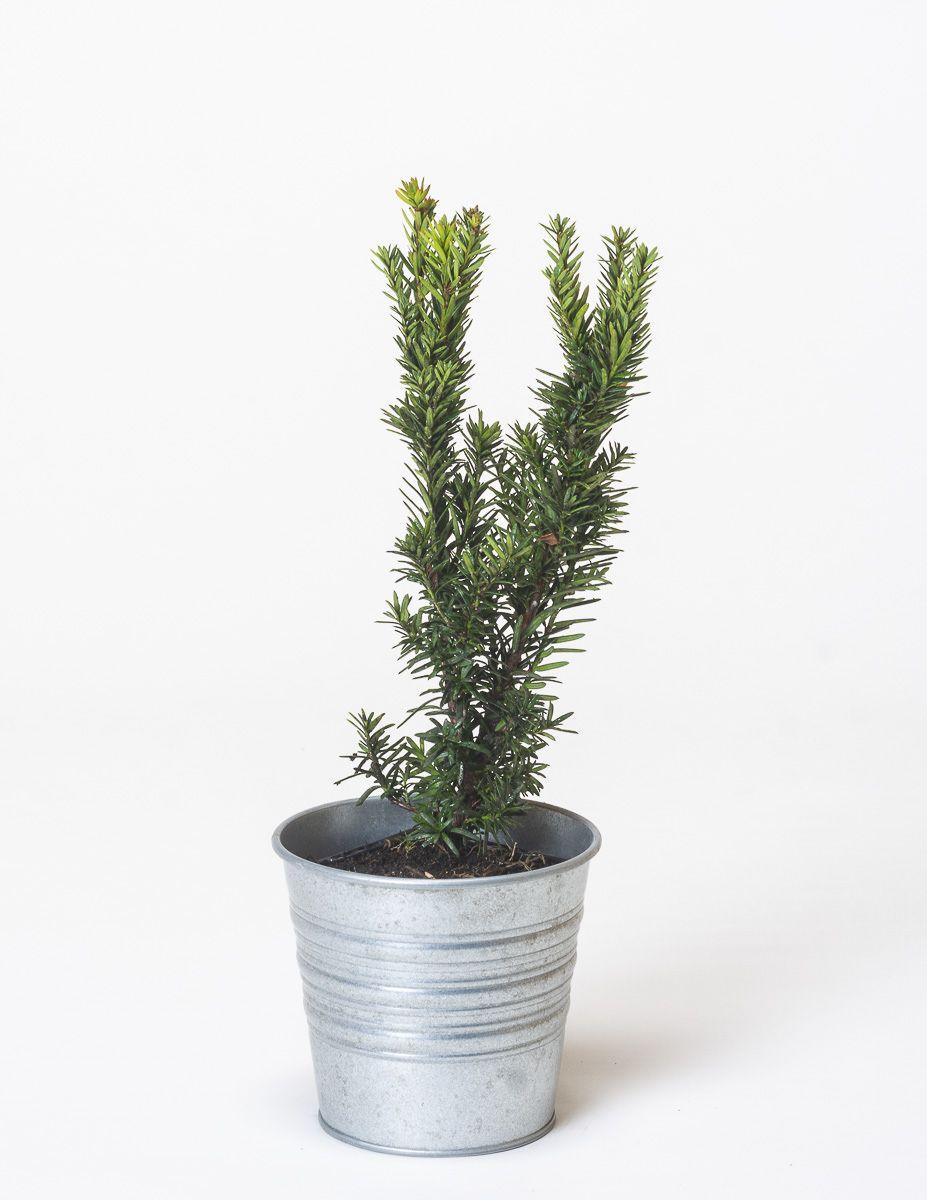 Taxus Media Hatfieldii - View 16 from www redcrocus com