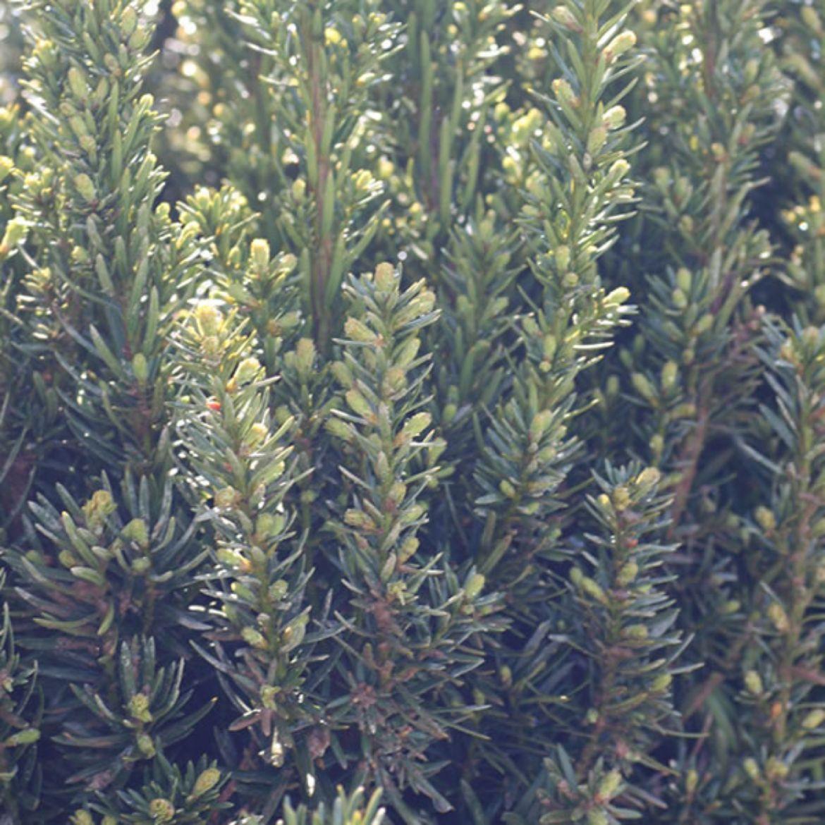 Taxus Media Hatfieldii - View 18 from www redcrocus com