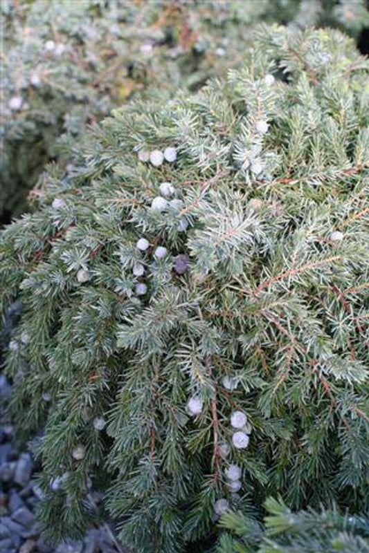 Juniperus Conferta Blue Pacific - View 10 from www redcrocus com