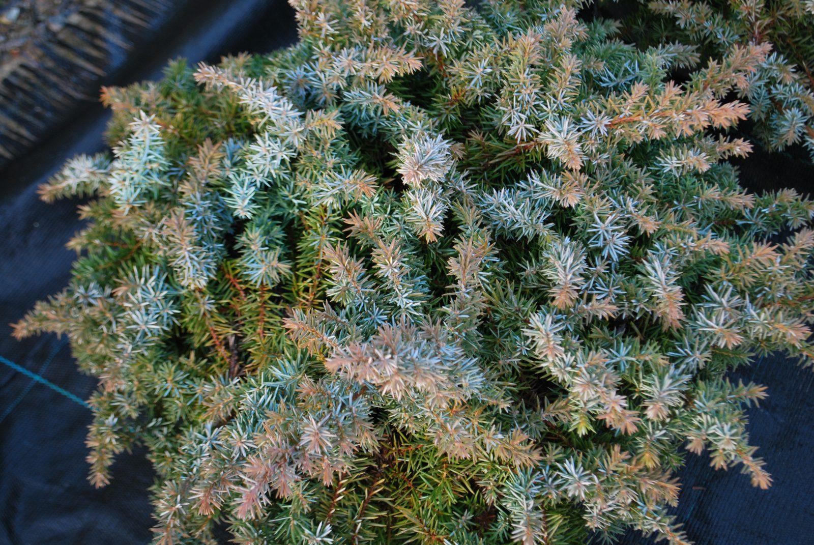Juniperus Conferta Blue Pacific - View 11 from www redcrocus com