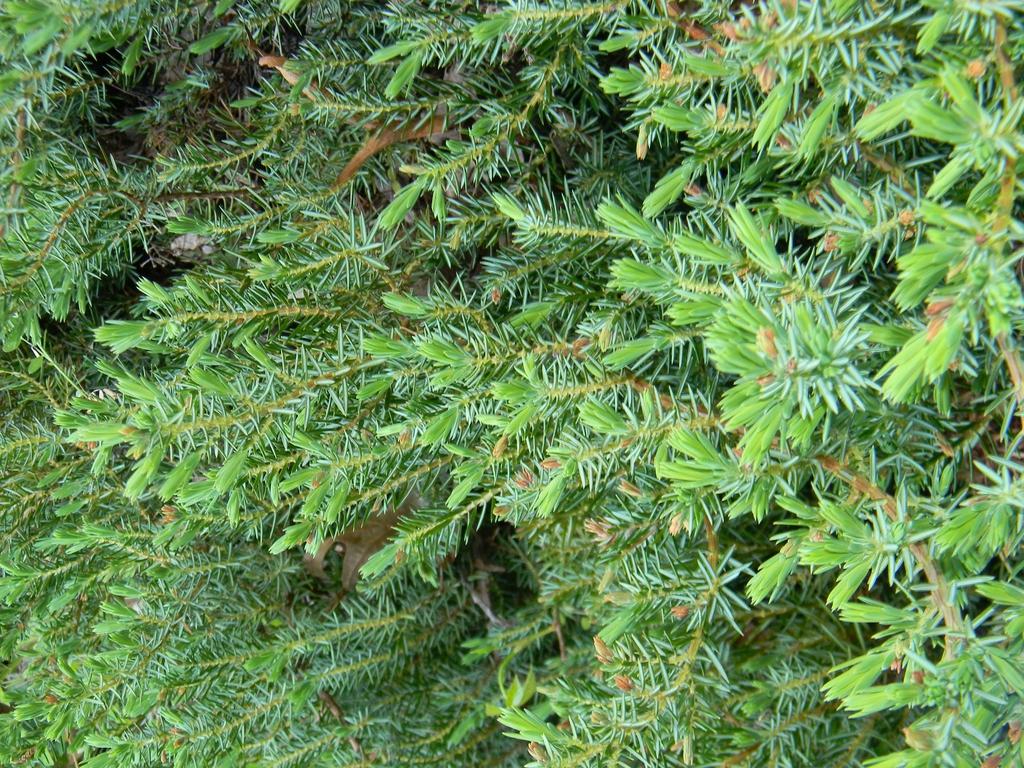 Juniperus Conferta Blue Pacific - View 13 from www redcrocus com