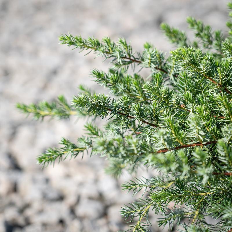 Juniperus Conferta Blue Pacific - View 15 from www redcrocus com