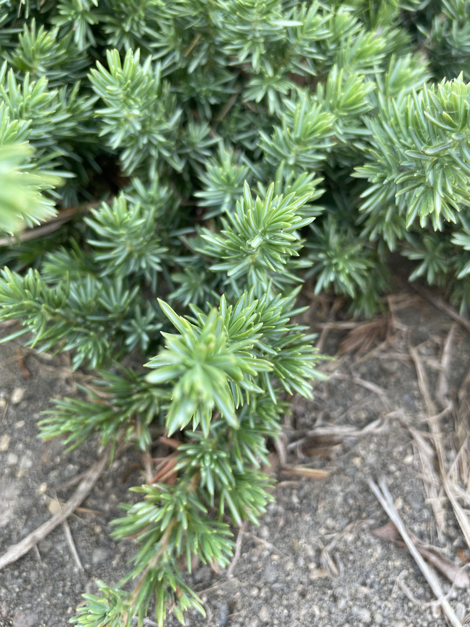 Juniperus Conferta Blue Pacific - View 16 from www redcrocus com