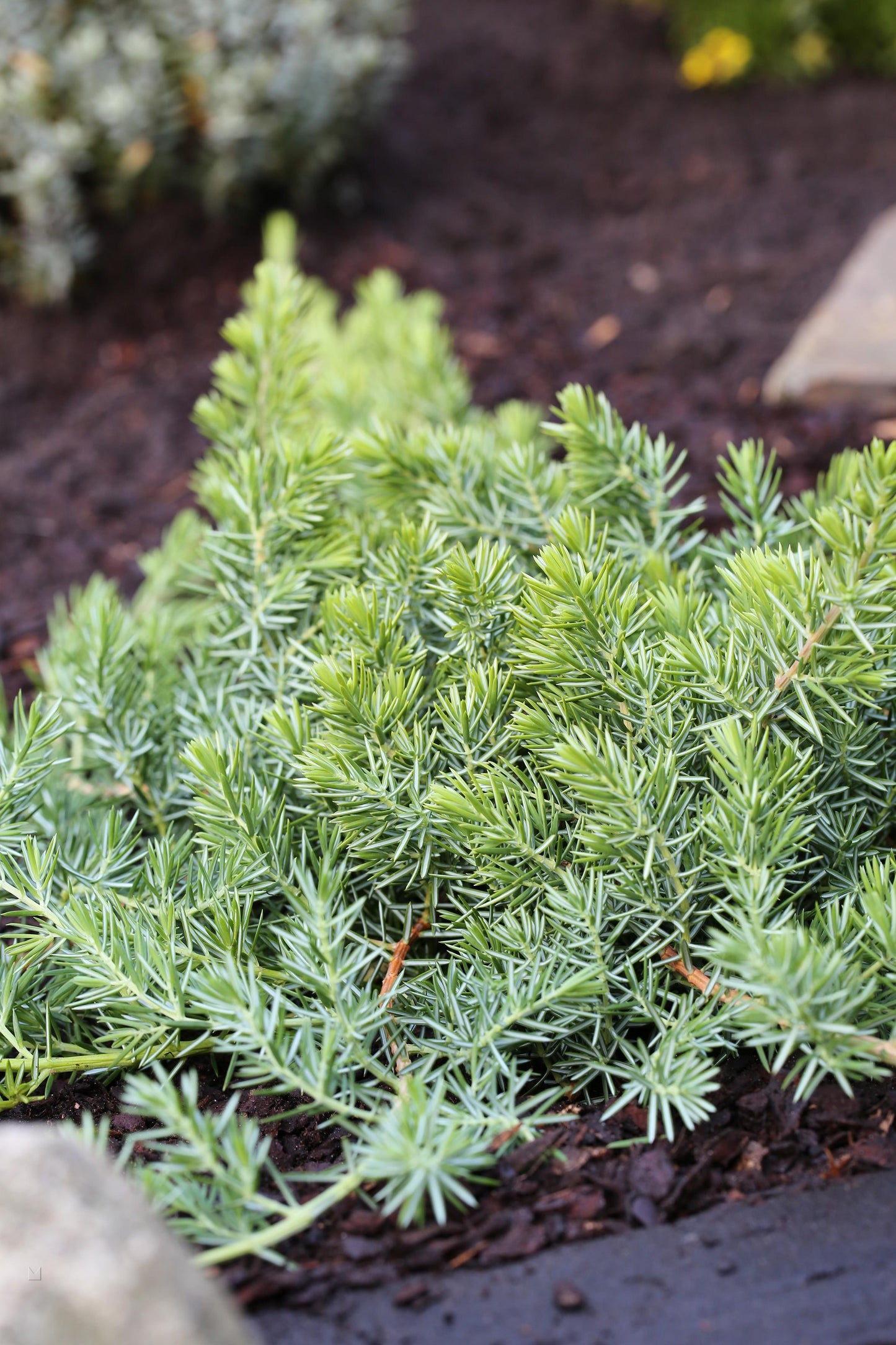 Juniperus Conferta Blue Pacific - View 1 from www redcrocus com