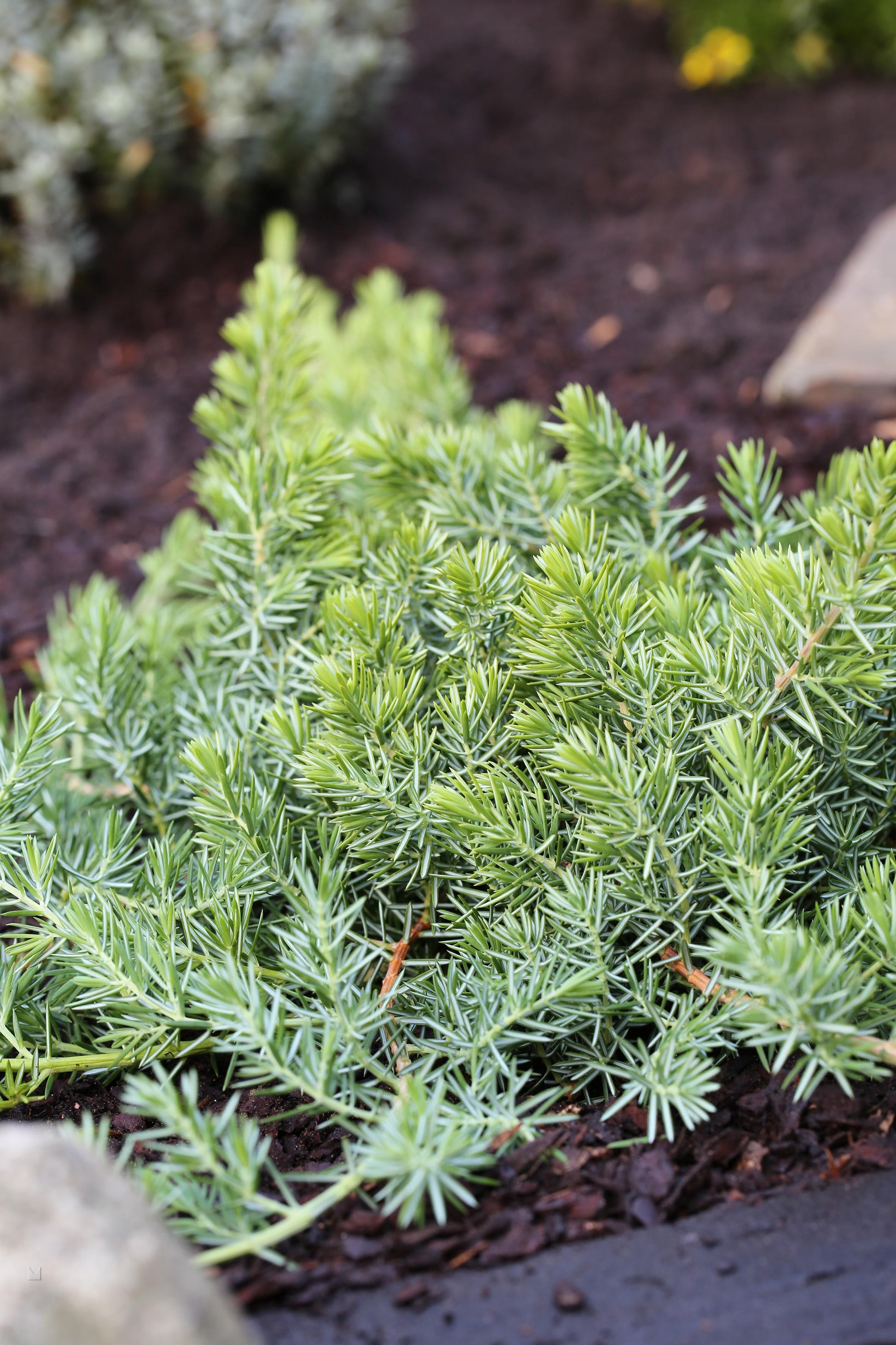 Juniperus Conferta Blue Pacific - View 1 from www redcrocus com