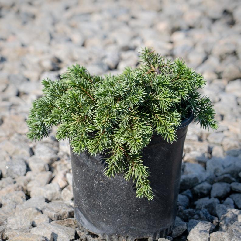 Juniperus Conferta Blue Pacific - View 20 from www redcrocus com