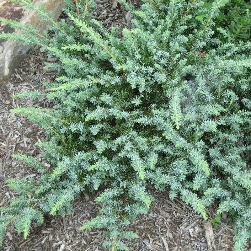 Juniperus Conferta Blue Pacific - View 3 from www redcrocus com