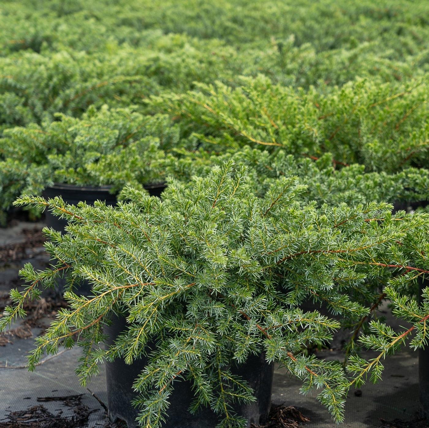 Juniperus Conferta Blue Pacific - View 6 from www redcrocus com