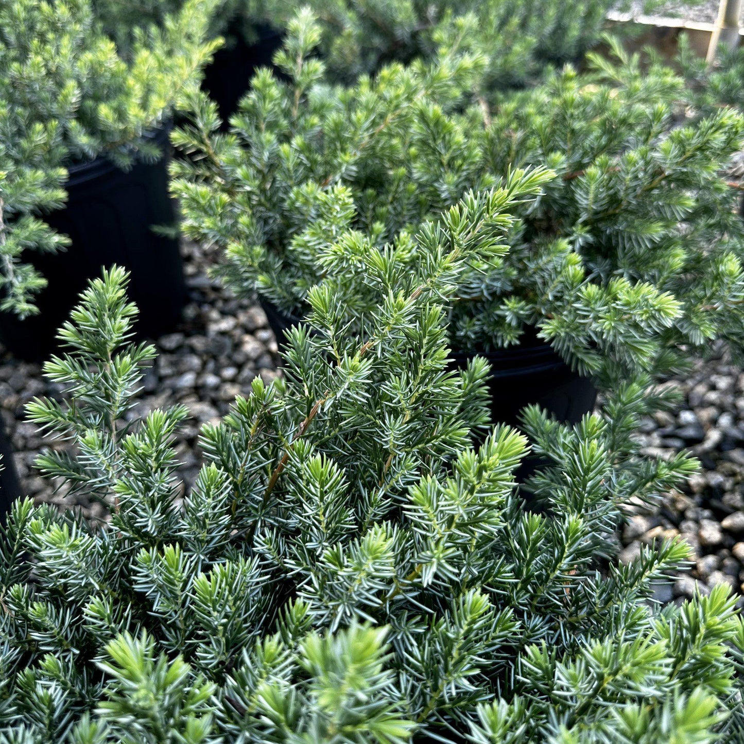Juniperus Conferta Blue Pacific - View 8 from www redcrocus com