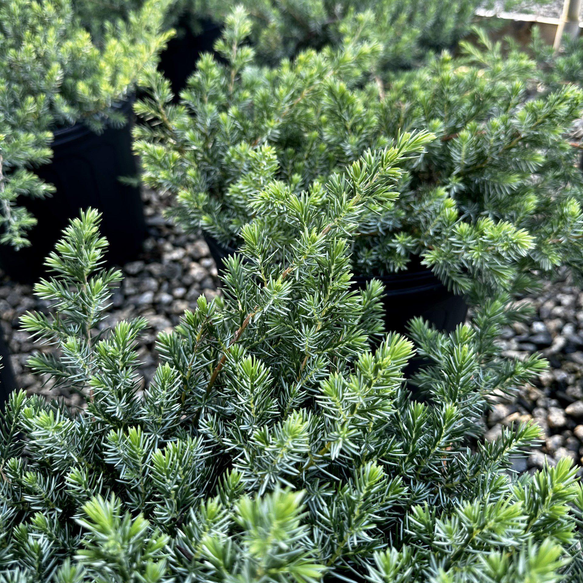 Juniperus Conferta Blue Pacific - View 8 from www redcrocus com