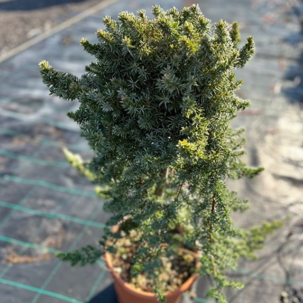 Juniperus Conferta Blue Pacific - View 9 from www redcrocus com