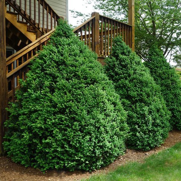Green Mountain Littleleaf Boxwood Buxus microphylla - Compact Evergreen Shrub for Hedges & Topiary, Pet & Deer Resistant, Container-Friendly  3/3.5' h B&B