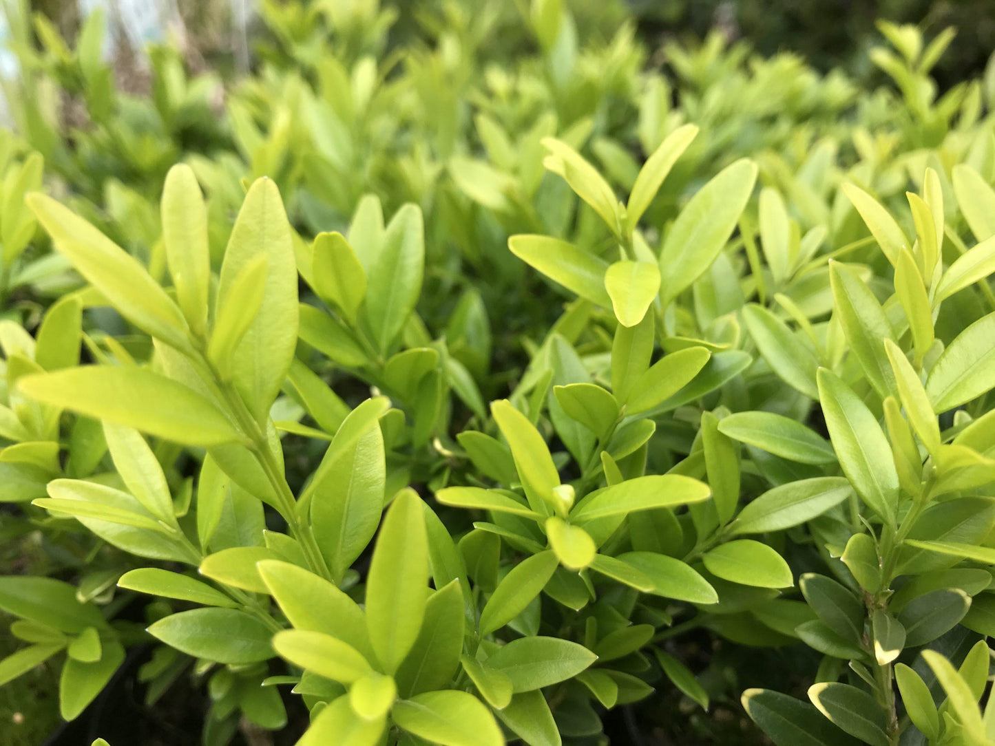 RedCrocus Common Boxwood - Evergreen Shrub for Hedging & Landscaping, Pet-Friendly, Suitable for Containers & Borders, 3-4 ft, Zone 5-9  30/36" h 10 Gallon