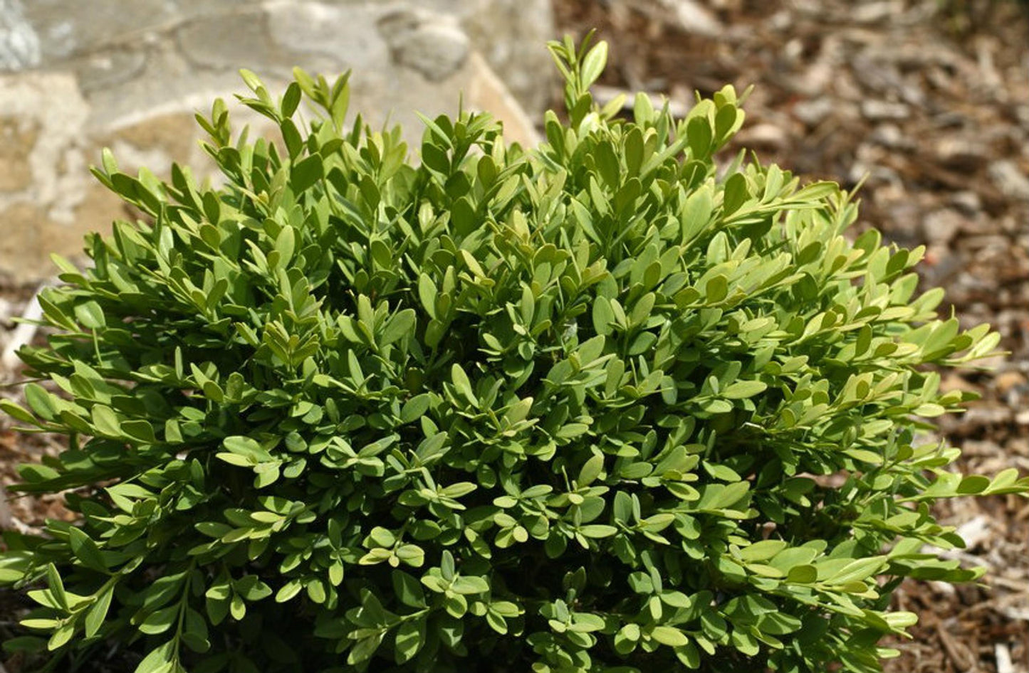 Buxus Sempervirens - View 11 from www redcrocus com