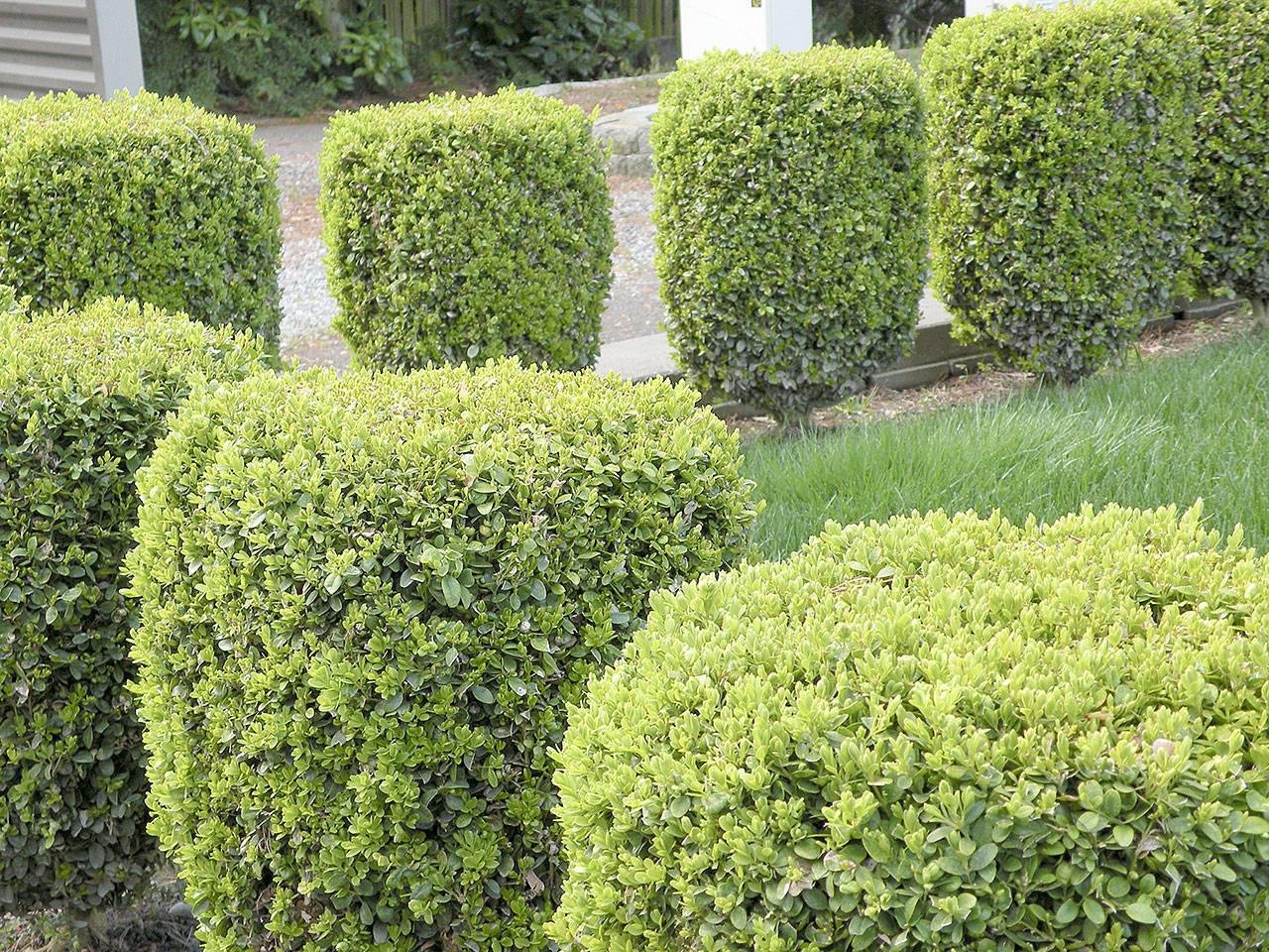Buxus Sempervirens - View 12 from www redcrocus com