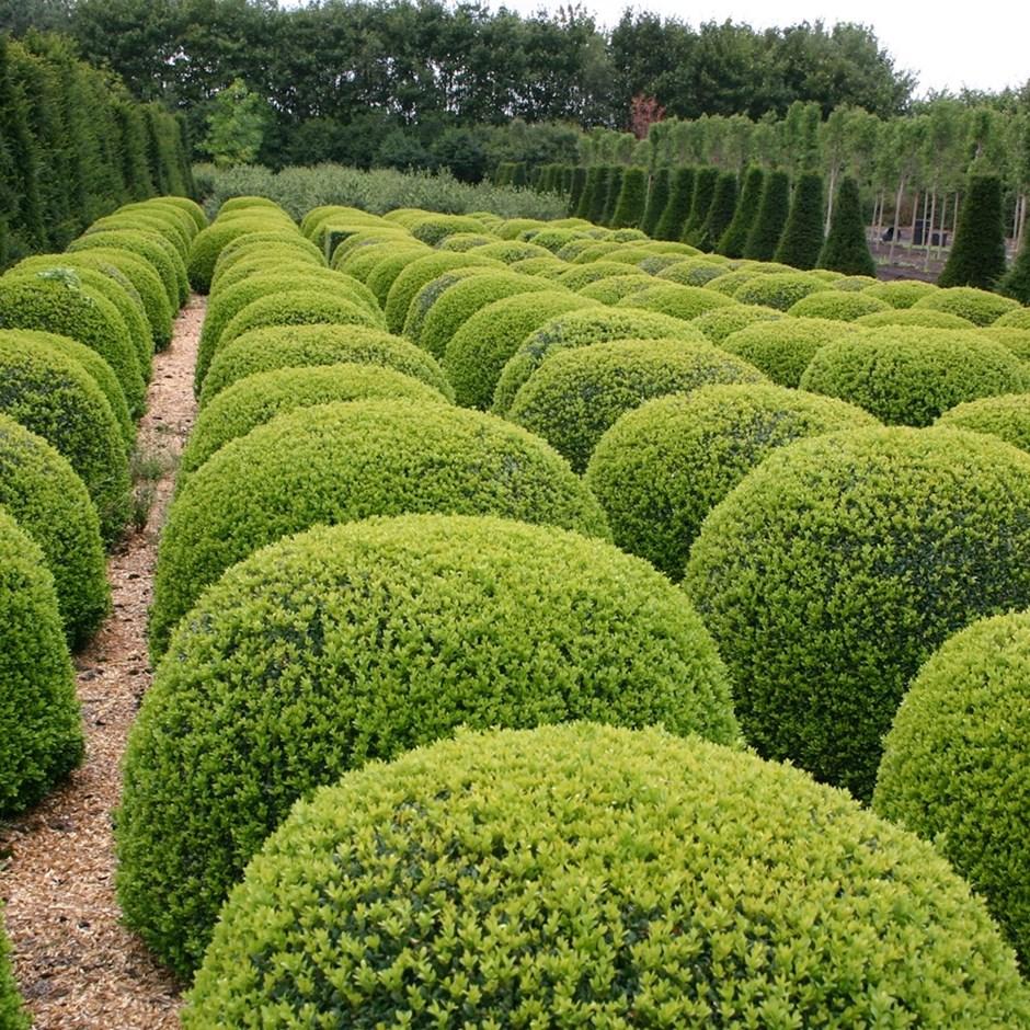 RedCrocus Common Boxwood - Evergreen Shrub for Hedging & Landscaping, Pet-Friendly, Suitable for Containers & Borders, 3-4 ft, Zone 5-9  30/36" h 10 Gallon