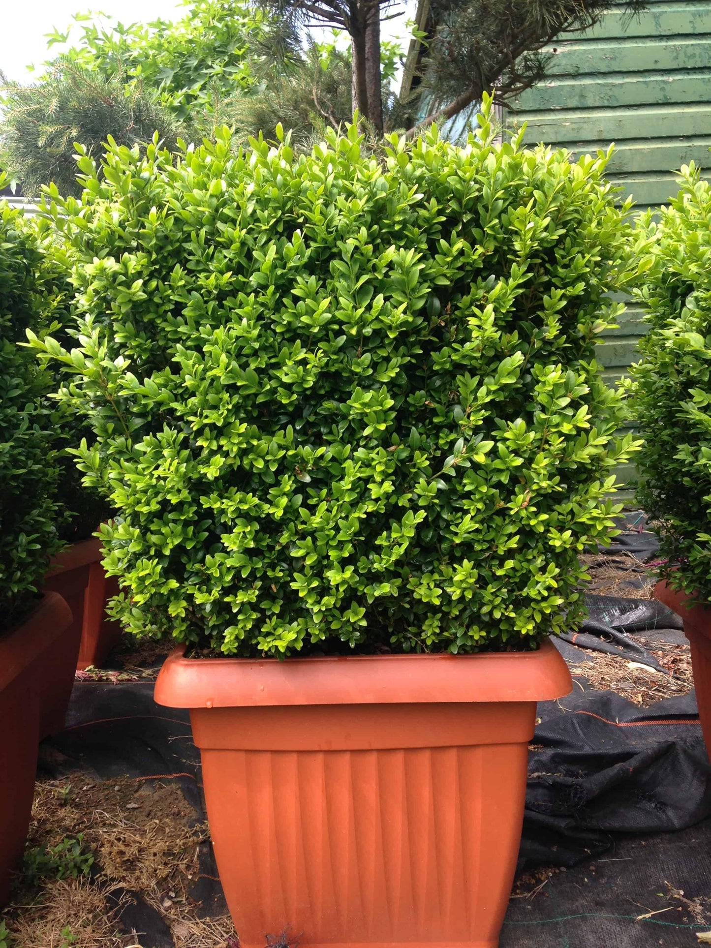 Buxus Sempervirens - View 14 from www redcrocus com