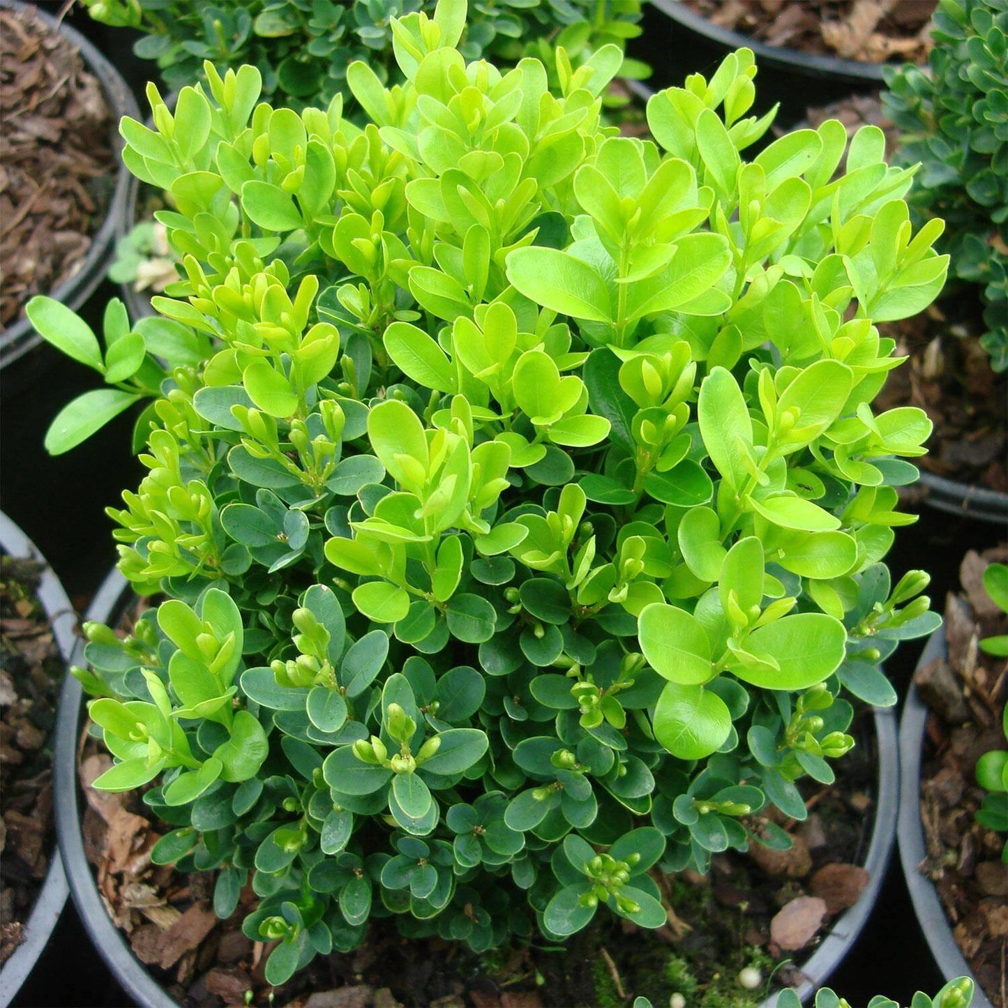 Buxus Sempervirens - View 17 from www redcrocus com
