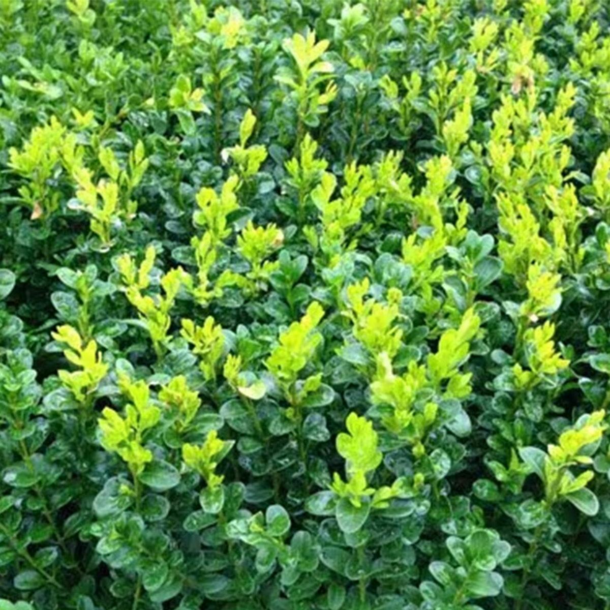 Buxus Sempervirens - View 18 from www redcrocus com