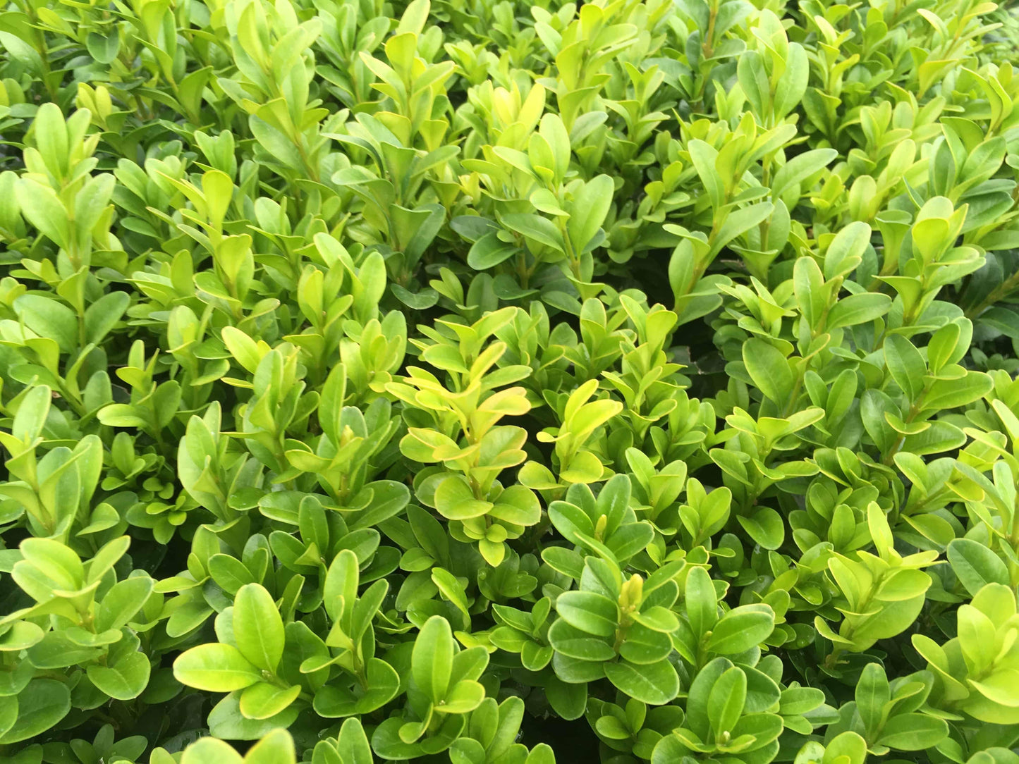 Buxus Sempervirens - View 1 from www redcrocus com