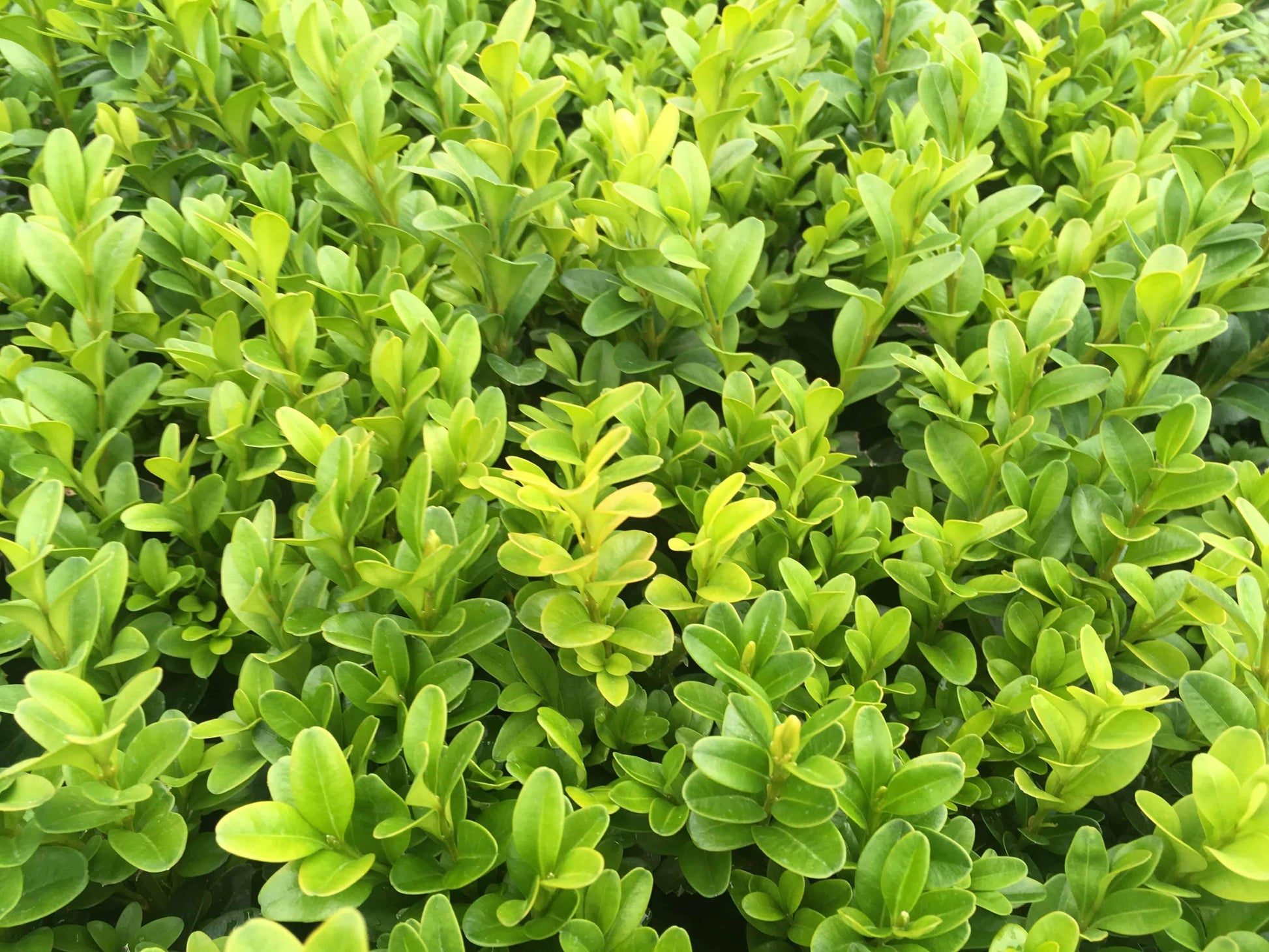 Buxus Sempervirens - View 1 from www redcrocus com