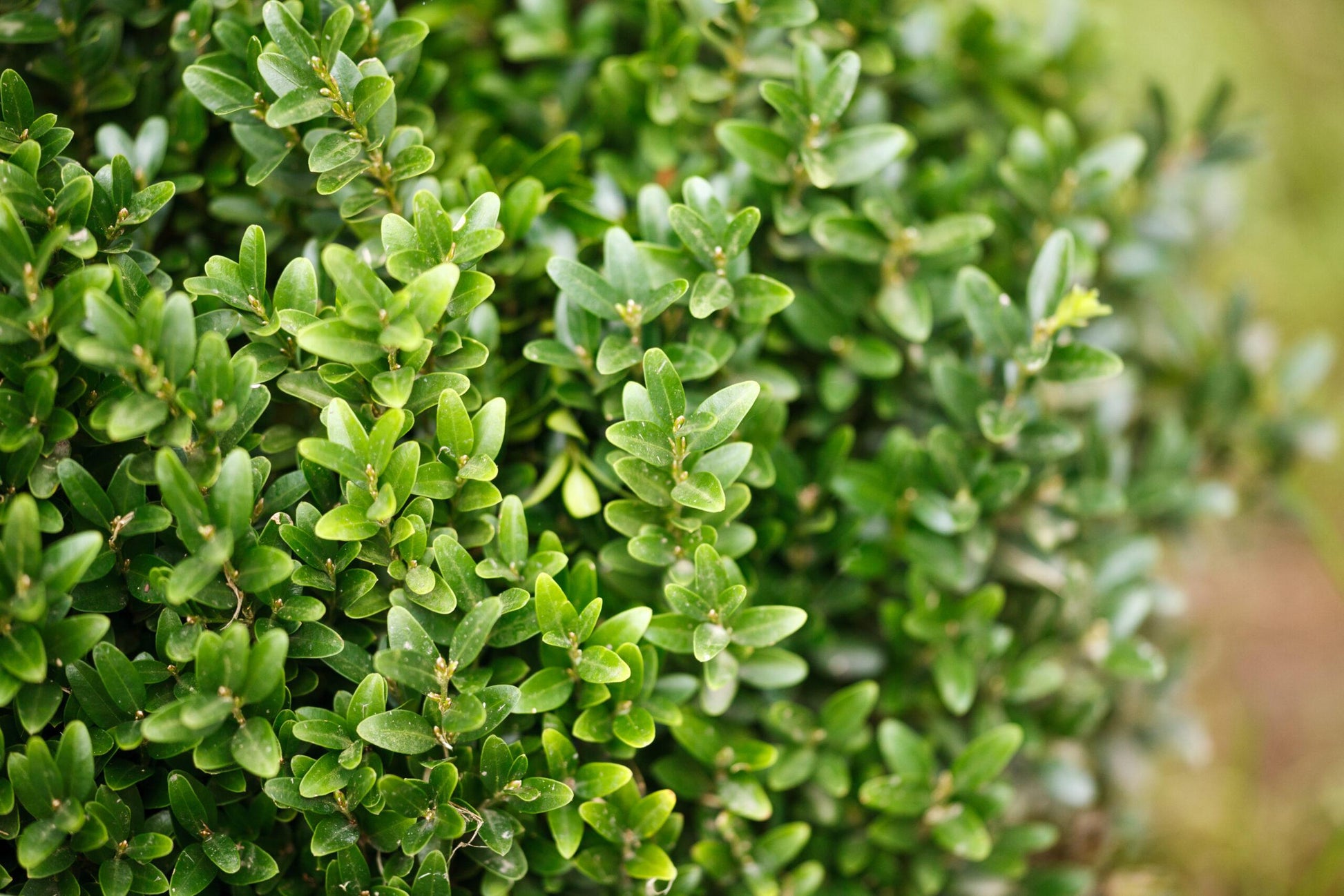 Buxus Sempervirens - View 2 from www redcrocus com