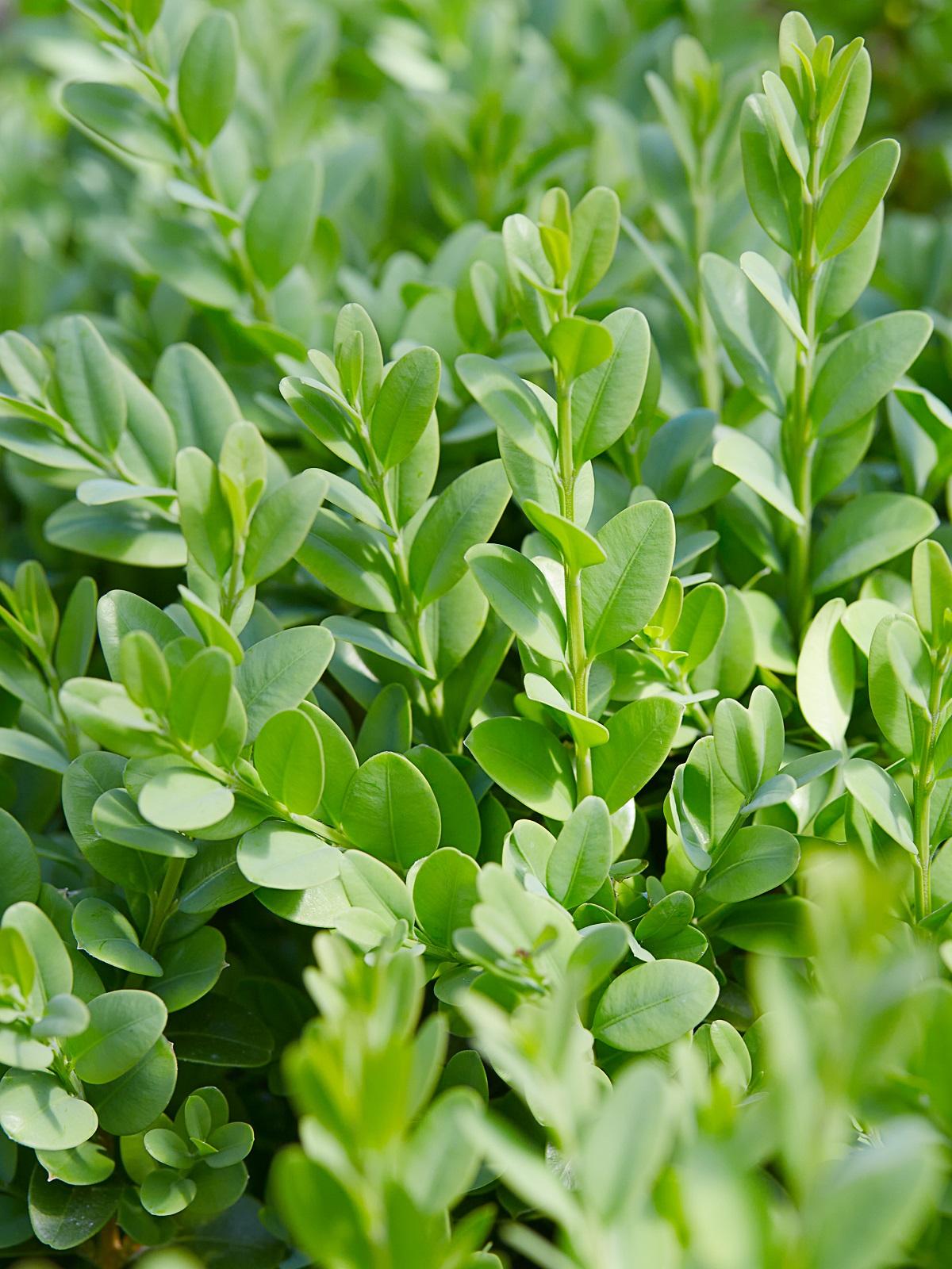 Buxus Sempervirens - View 5 from www redcrocus com