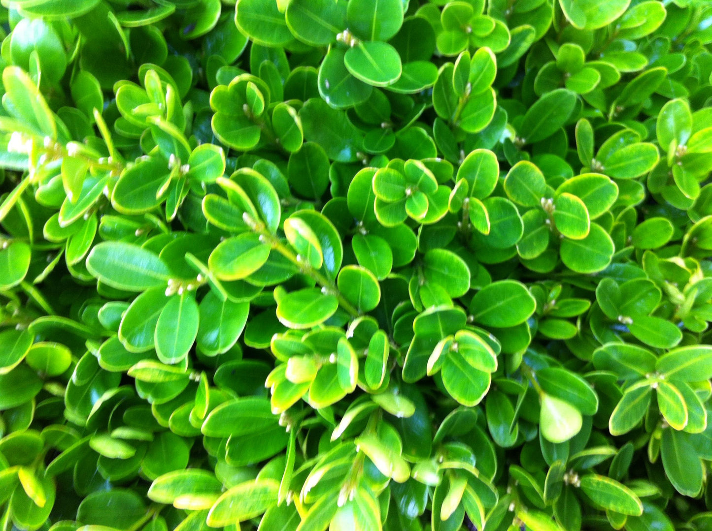 Buxus Sempervirens - View 6 from www redcrocus com