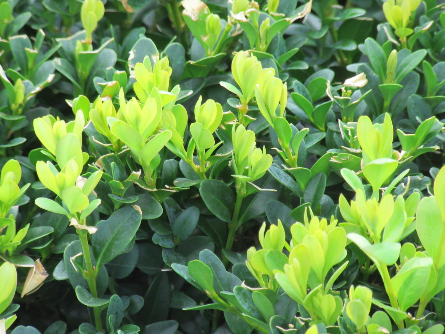 Buxus Sempervirens - View 7 from www redcrocus com