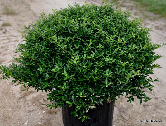 Ilex Crenata Soft Touch - View 10 from www redcrocus com