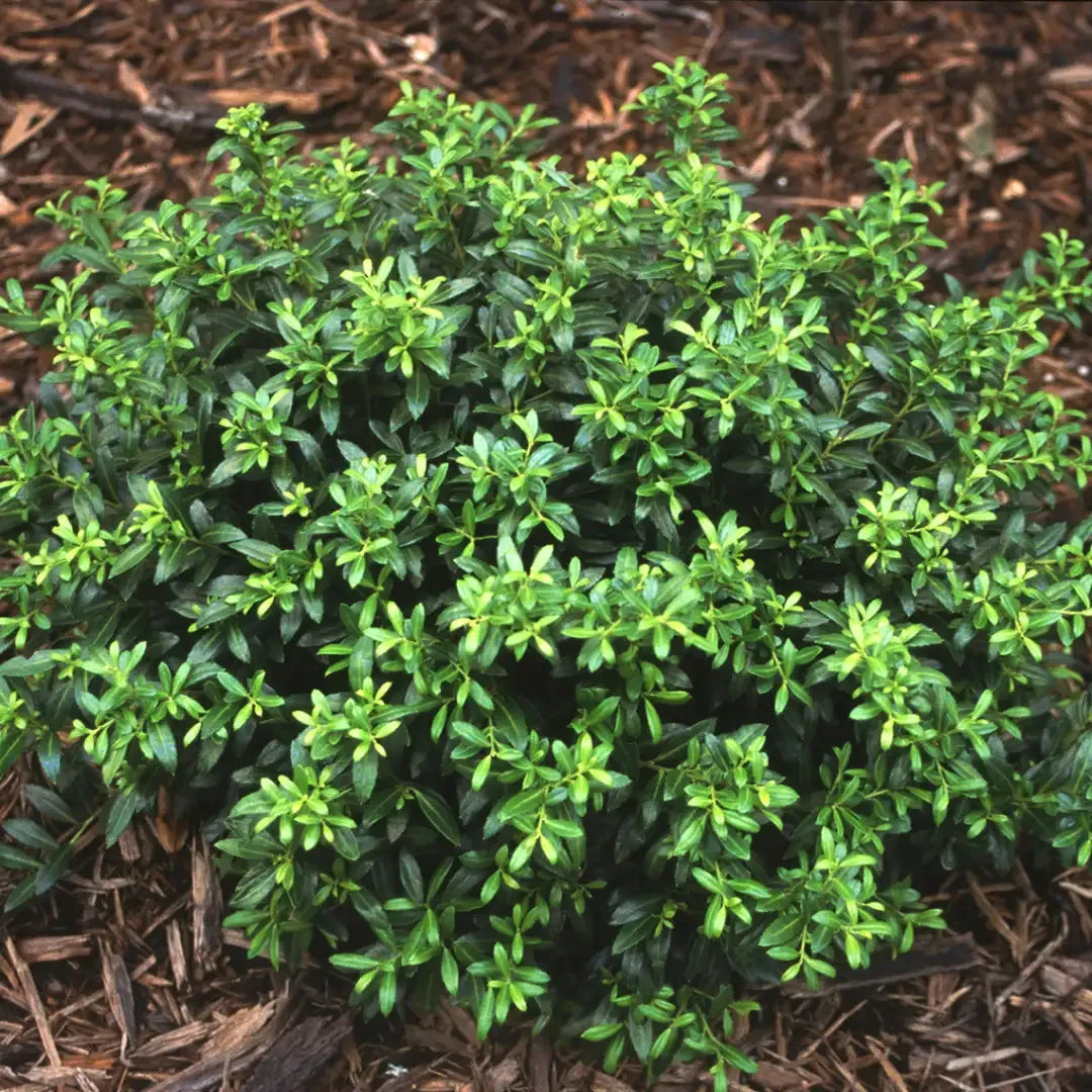 Ilex Crenata Soft Touch - View 18 from www redcrocus com