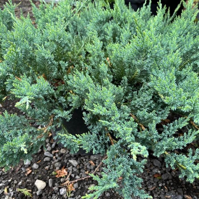 Juniperus Horizontalis Blue Chip - View 15 from www redcrocus com