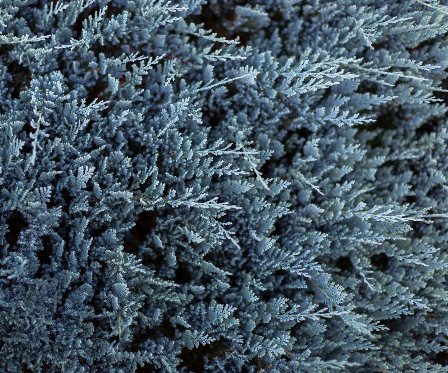Juniperus Horizontalis Blue Chip - View 17 from www redcrocus com