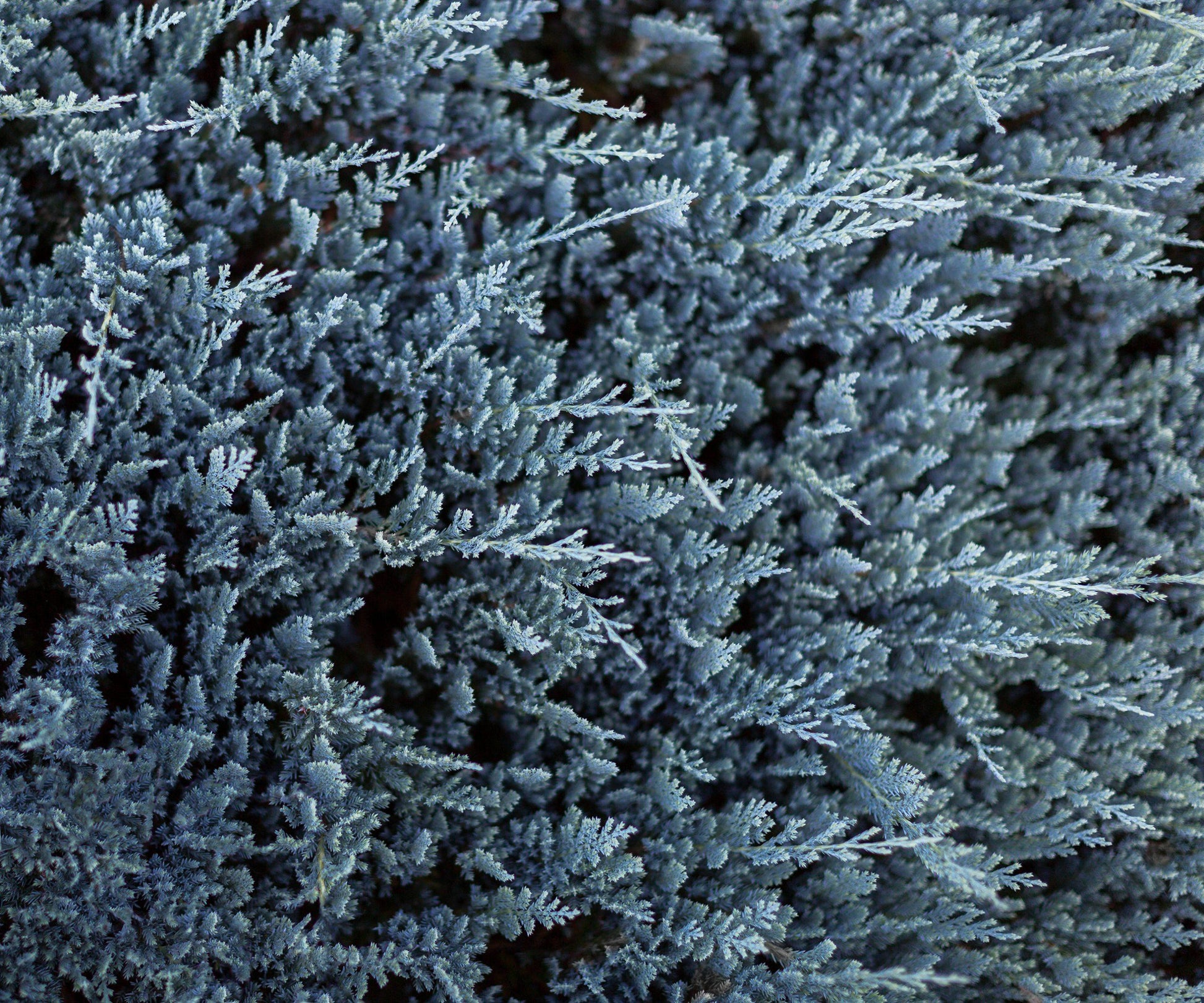 Juniperus Horizontalis Blue Chip - View 17 from www redcrocus com