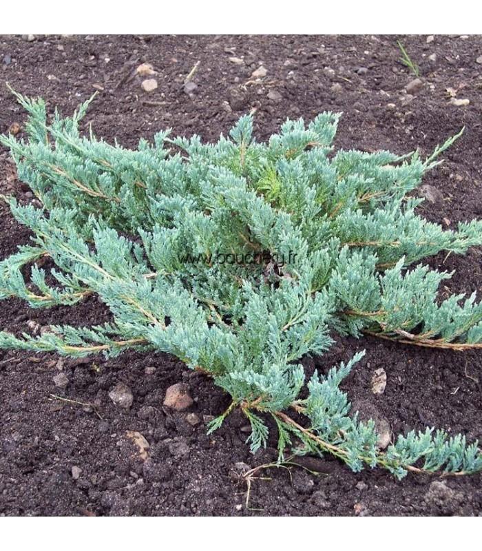 Juniperus Horizontalis Blue Chip - View 6 from www redcrocus com