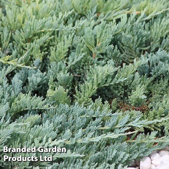 Juniperus Horizontalis Blue Chip - View 8 from www redcrocus com