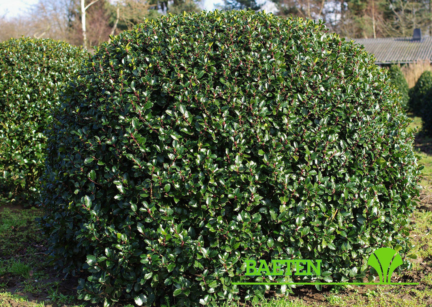 Ilex Meserveae Blue Prince - View 11 from www redcrocus com