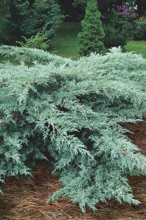 Juniperus Virginiana Grey Owl - View 15 from www redcrocus com