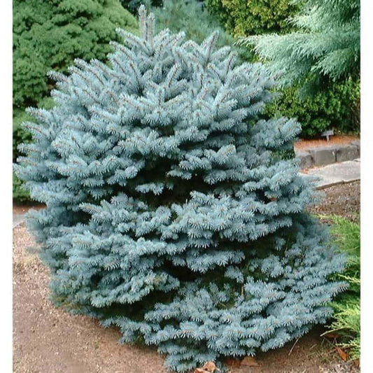 Picea Pungens Montgomery - View 10 from www redcrocus com