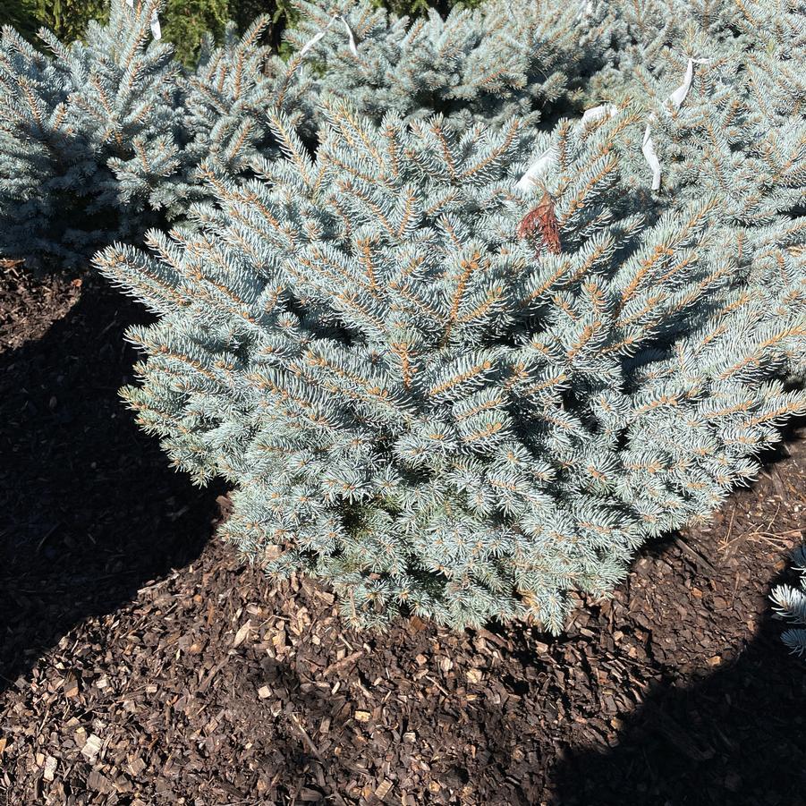 Picea Pungens Montgomery - View 11 from www redcrocus com