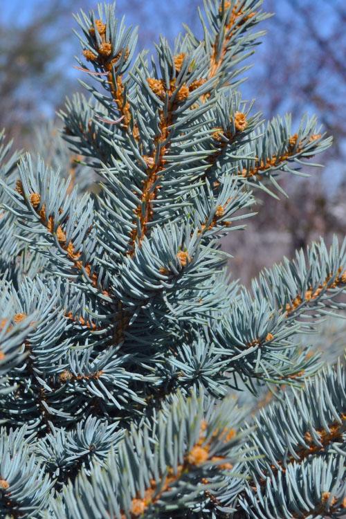 Picea Pungens Montgomery - View 15 from www redcrocus com