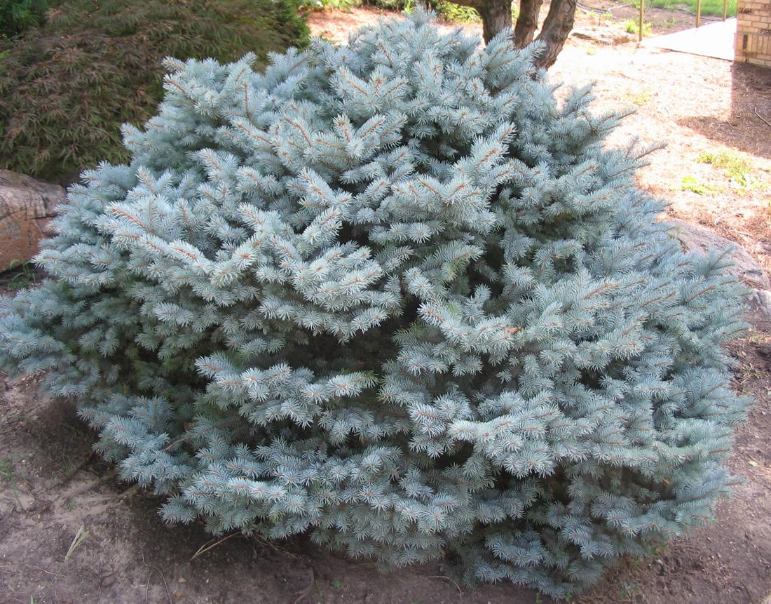 Picea Pungens Montgomery - View 16 from www redcrocus com