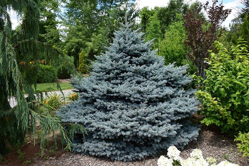 Picea Pungens Montgomery - View 18 from www redcrocus com