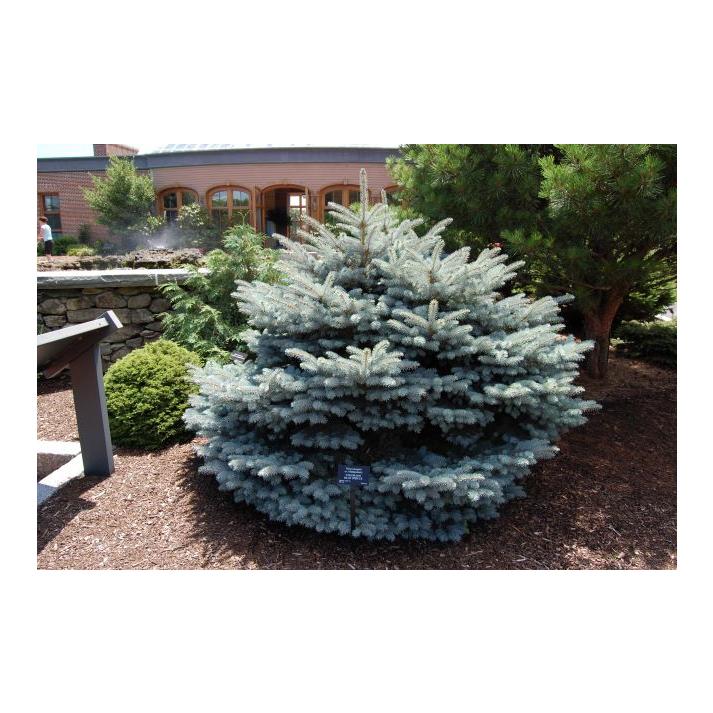 Picea Pungens Montgomery - View 19 from www redcrocus com